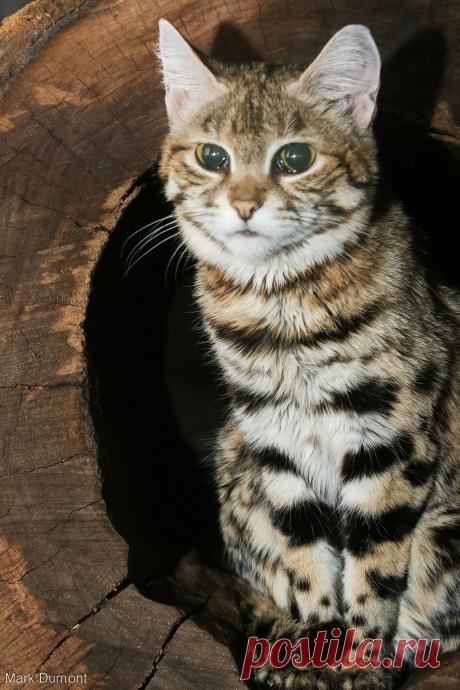 Black-footed cat, also called small-spotted cat (Felis nigripes)