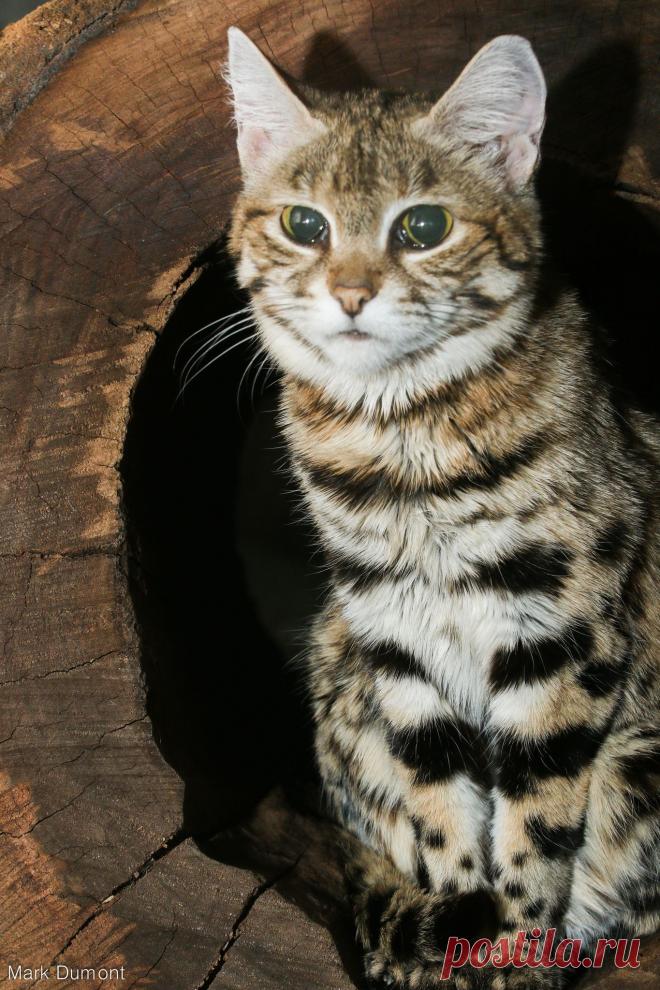 Black-footed cat, also called small-spotted cat (Felis nigripes)