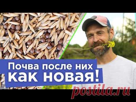 ЭТИ 3 СИДЕРАТА ЗАМЕНЯЮТ КАМАЗ УДОБРЕНИЙ! В сентябре всегда сею их в огороде