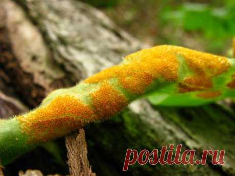 Роза. Вредители. Болезни. Средства защиты. Уход. Как бороться. Тля. Клещ. Пятнистость. Мучнистая роса. Цветы. Народные средства. Фото. - Ботаничка.ru