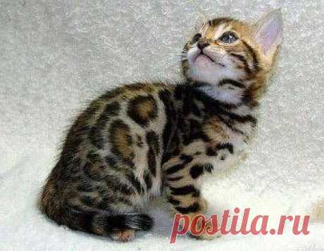 Бенгальские котята.