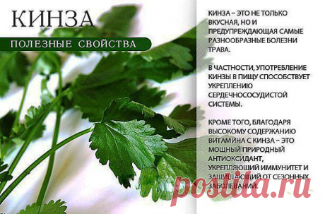 Многие полезные свойства кинзы обусловлены наличием множества жизненно важных витаминов – в том числе, фолиевой кислоты, рибофлавина, ниацина, витамина А, бета-каротина, витамина С и некоторых других витаминов, также важных для оптимального здоровья. В частности, всего в 30 граммах кинзы содержится рекомендуемая суточная норма витамина С для взрослого человека. Таким образом, кинза оказывает существенное антиоксидантное действие, укрепляет иммунитет и защищает от сезонных заболеваний.
