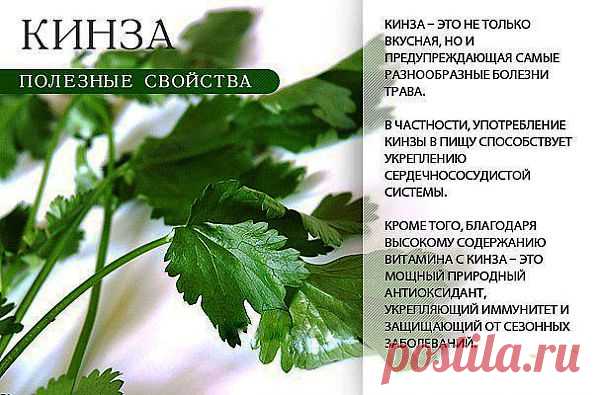 Многие полезные свойства кинзы обусловлены наличием множества жизненно важных витаминов – в том числе, фолиевой кислоты, рибофлавина, ниацина, витамина А, бета-каротина, витамина С и некоторых других витаминов, также важных для оптимального здоровья. В частности, всего в 30 граммах кинзы содержится рекомендуемая суточная норма витамина С для взрослого человека. Таким образом, кинза оказывает существенное антиоксидантное действие, укрепляет иммунитет и защищает от сезонных заболеваний.