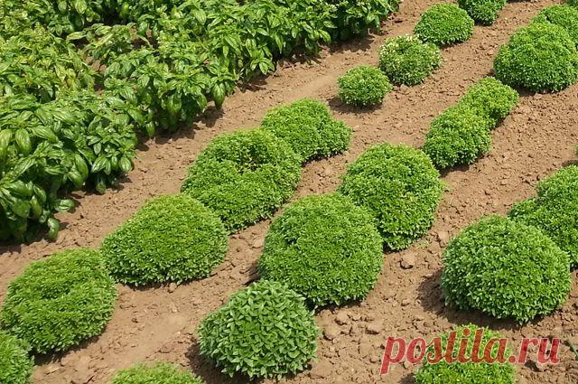 Секрет пяти ароматов. Каким бывает базилик и как вырастить его на участке Базилик вошёл в нашу огородную повседневность сравнительно недавно. И не все дачники пока умеют с ним правильно обращаться.