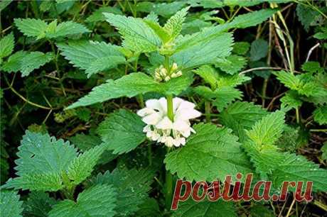 ღПольза под ногами: яснотка белая