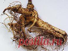 Целебные Корешки - Садоводка