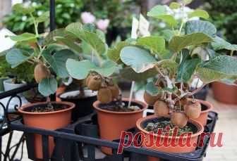 Сейчас лучшее время для посева киви! Как вырастить фрукт дома и на даче 
Лучшее время для посева – с марта по май. Выберите в магазине наиболее спелый киви. Плод должен быть мягким, ровным, без изъянов.

Помойте фрукт и разрежьте его на несколько частей. Мякоть аккуратно …