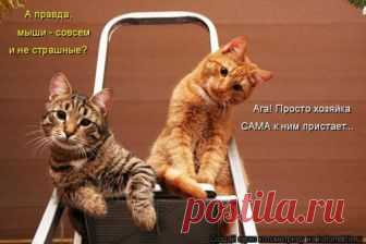 Уморительные котоматрицы за прошедшую неделю Свежая коллекция замечательных котоматриц от популярного сайта для вашего прекрасного субботнего настроения!