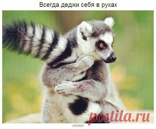 Мудрые советы от лемуров. — Убойный юмор