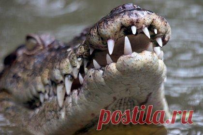 Мэр мексиканского города женился на крокодиле. Мэр города Сан-Педро-Уамелула в мексиканском штате Оахака Виктор Уго Соса женился на крокодиле, чтобы принести удачу своему народу. Мужчина сыграл свадьбу с самкой крокодила в рамках традиционного ритуала. Считается, что таким «брачным союзом» жители могут задобрить богов.