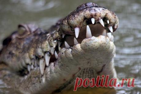 Мэр мексиканского города женился на крокодиле. Мэр города Сан-Педро-Уамелула в мексиканском штате Оахака Виктор Уго Соса женился на крокодиле, чтобы принести удачу своему народу. Мужчина сыграл свадьбу с самкой крокодила в рамках традиционного ритуала. Считается, что таким «брачным союзом» жители могут задобрить богов.