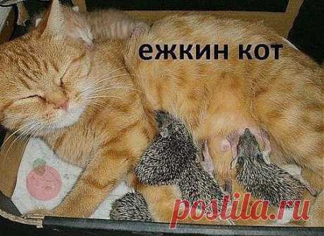 Кот (Котофул комьюнити): - nadegdacherepaschuk@gmail.com - Gmail