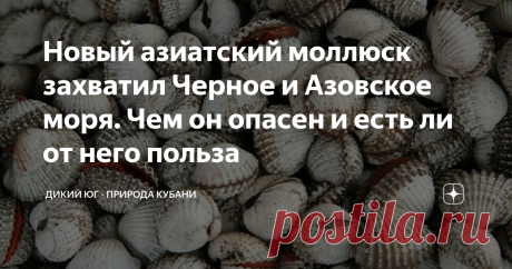 Новый азиатский моллюск захватил Черное и Азовское моря. Чем он опасен и есть ли от него польза Все знают историю появление рапана в Черном море, а позже и в Азовском, и чем это закончилось для местных двустворчатых. Но мало кто в курсе, что это не единственный дальневосточный моллюск, который в нашем регионе чувствует себя даже лучше, чем в своем родном. Через два десятка лет, после морской улитки, в Черном море нашли Anadara kagoshimensis. Это двустворчатый моллюск, внеш...
