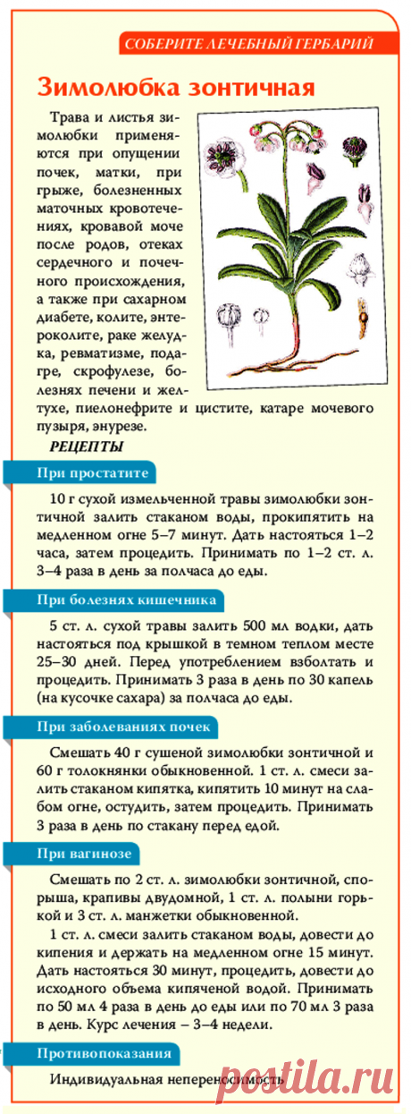 Зимолюбка зонтичная