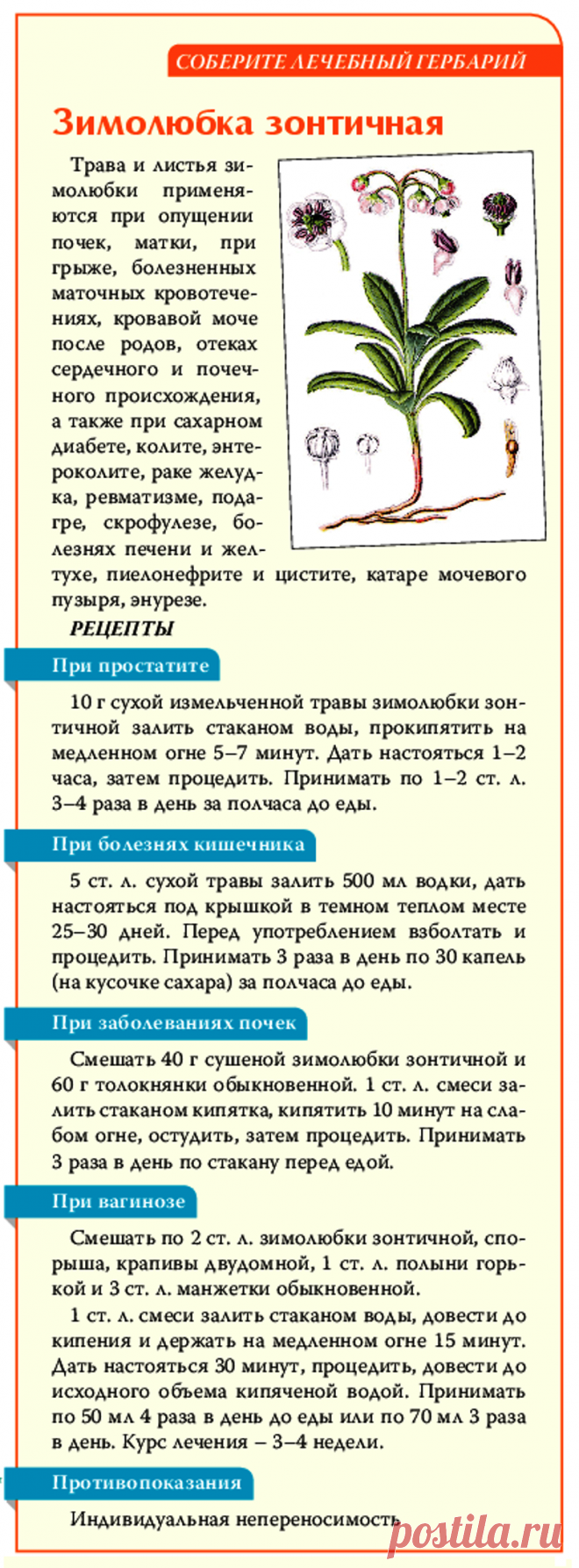 Зимолюбка зонтичная