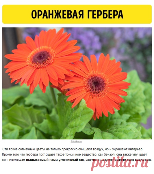 9 комнатных растений, которые выделяют кислород даже ночью