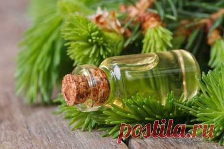 Полезные свойства масла хвои