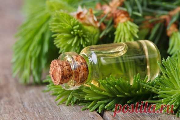 Полезные свойства масла хвои