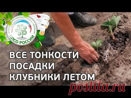 🍓ПОСАДКА КЛУБНИКИ ЧЕРЕЗ РАССАДУ ЛЕТОМ, ОСЕНЬЮ. ВСЕ СЕКРЕТЫ В ОДНОМ ВИДЕО.