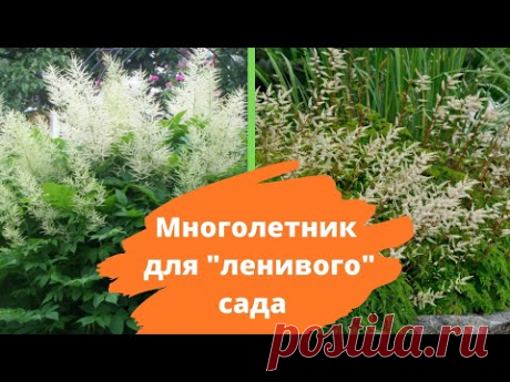 Хит малоуходного сада: ВОЛЖАНКА