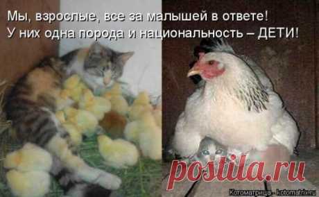 Новая котоматрица