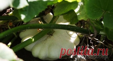 Патиссоны: выращивание и уход