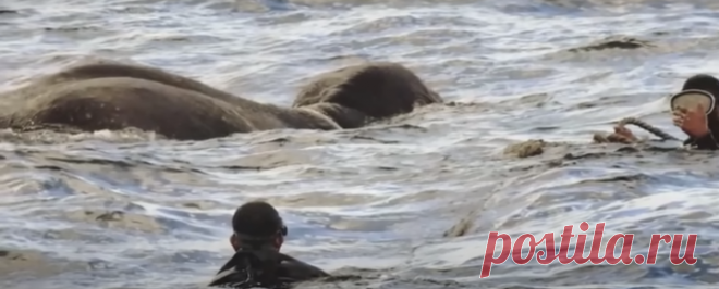 Моряки глубоко в море наткнулись на странное существо. Затем оно высунуло из воды что-то, напоминающее щупальцу | Тайган | Дзен