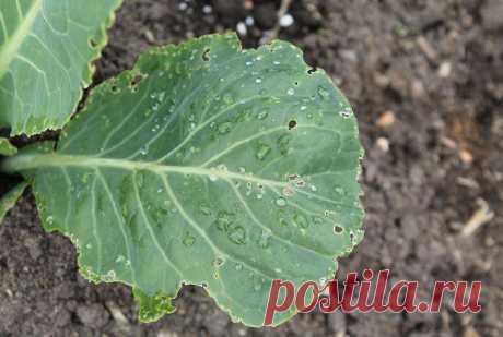 Как избавиться от крестоцветной блошки Такие овощные культуры как пекинская капуста раннего созревания, редиска и руккола являются первым лакомством для крестоцветной блошки. Она появляется в тот момент, когда растения набирают силу и вот ...