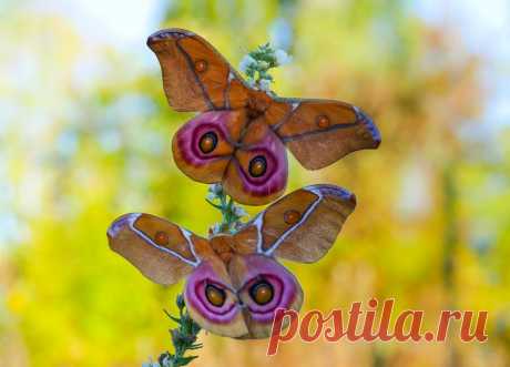 Madagascar bullseye moth (Antherina suraka) male + female