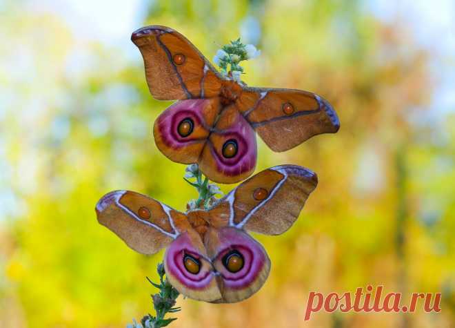 Madagascar bullseye moth (Antherina suraka) male + female