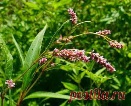 Травы от энтерита | Друг пенсионера
То, что у меня серьезное заболе­вание кишечника, я узнала совер­шенно случайно. Началось все с того, что у меня стали часто слу­чаться расстройства пищеваре­ния. Причем, меня то слабило, то крепило.