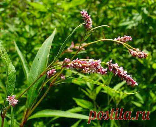 Травы от энтерита | Друг пенсионера
То, что у меня серьезное заболе­вание кишечника, я узнала совер­шенно случайно. Началось все с того, что у меня стали часто слу­чаться расстройства пищеваре­ния. Причем, меня то слабило, то крепило.