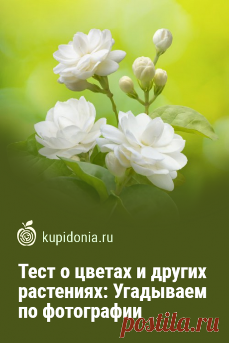 Тест о цветах и других растениях: Угадываем по фотографии. Развлекательный тест о цветах и других растениях, в котором мы собрали 20 вопросов с фотографиями и подсказками. Проверьте свои знания!
