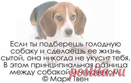 Все о наших питомцах