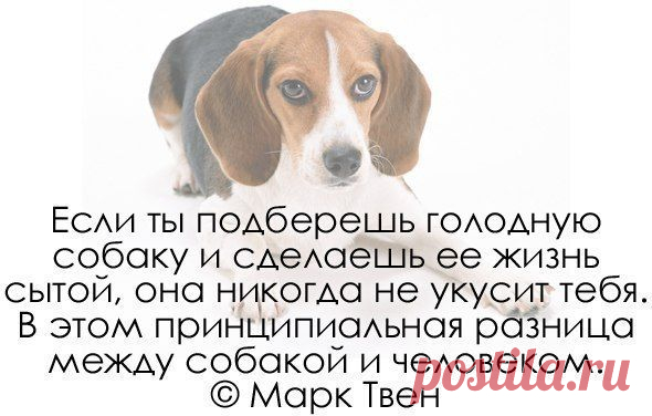 Все о наших питомцах