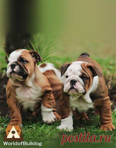WorldofBulldog — WorldofBulldog here comes twubble..