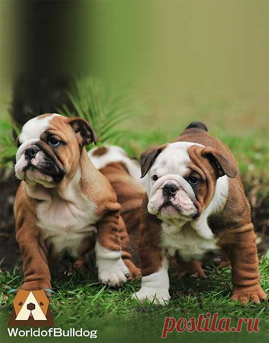 WorldofBulldog — WorldofBulldog here comes twubble..