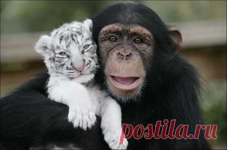 Ураган Ханна отбил материнский инстинкт у тигрицы - Путешествуем вместе