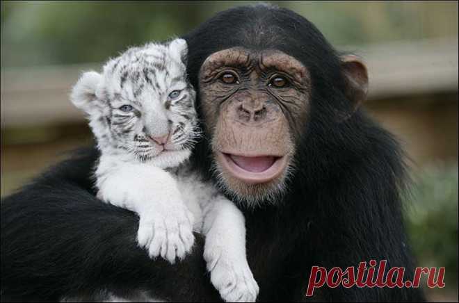 Ураган Ханна отбил материнский инстинкт у тигрицы - Путешествуем вместе