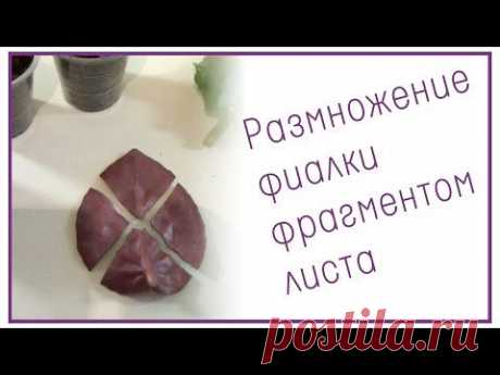 Размножение фиалки фрагментом листа - YouTube