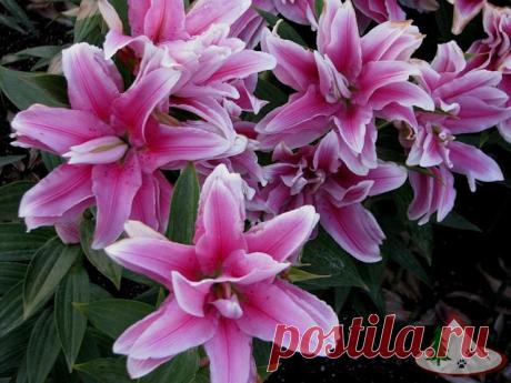 Как сажать лилии весной
В мае наступит время сажать лилии. Особенность весенней посадки в том что, многие сорта приходится сажать с ростками.
Сажать лилии начинаем, когда почва прогреется и станет пригодной для посадки.
Почва должна быть рыхлой и с большим количеством песка, который совершенно необходим лилиям для хорошего роста. Можно, добавить в почву некоторое количество хвойного опада из леса или обычного чистого торфа. Кислая почва с хвойным опадом необходима сортам п...