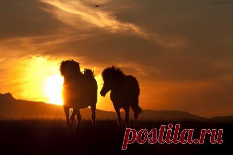 Исландские лошади в объективе Gígja Einars — Фотоискусство