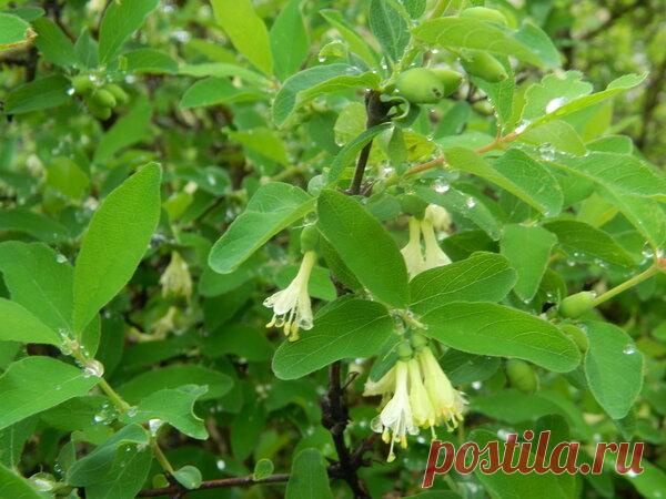 Срочно сделайте это - и жимолость даст вам отличный урожай | Дачный дневник пенсионерки | Яндекс Дзен