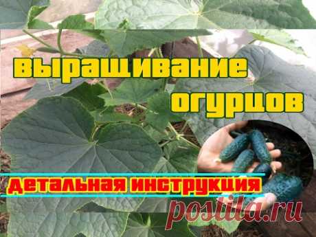 ВЫРАЩИВАНИЕ ОГУРЦОВ (ДЕТАЛЬНАЯ, ПОЭТАПНАЯ ИНСТРУКЦИЯ)