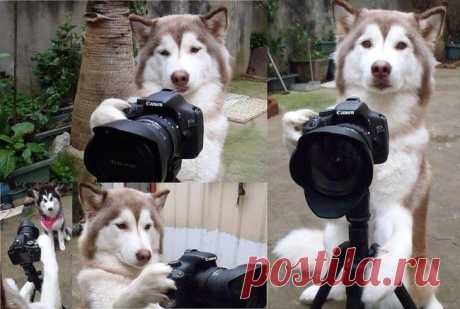 Фотограф-профессионал
