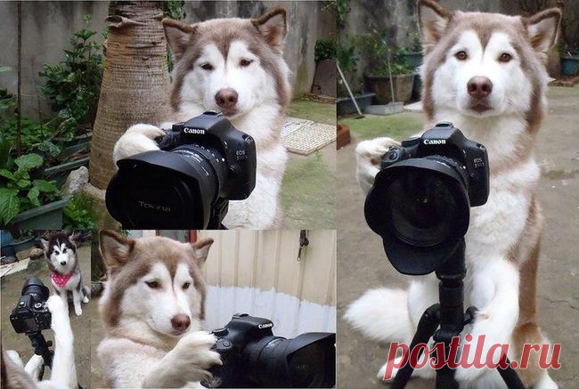 Фотограф-профессионал