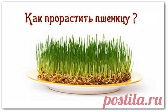 Пророщенная пшеница - как приготовить - Здоровье