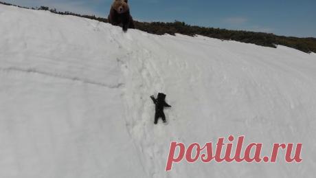 Спасение медвежонка на скальном обрыве.  Bear cub and drone. Full version of the original video Еще видео про медведедй - на моем канале!For licensing or usage, please contact licensing@viralhog.comДля использования этого видео свяжитесь с licensing@vir...