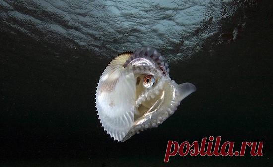 10 невероятных проявлений сексуальности у животных