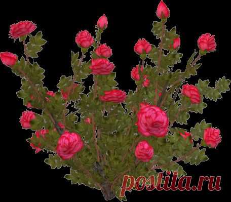 Клипарт 3D (Розы) . - Вернисаж Ника. - Группы Мой Мир